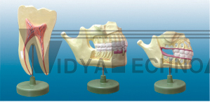 The model of baby teeth and permanent teeth of arrangement